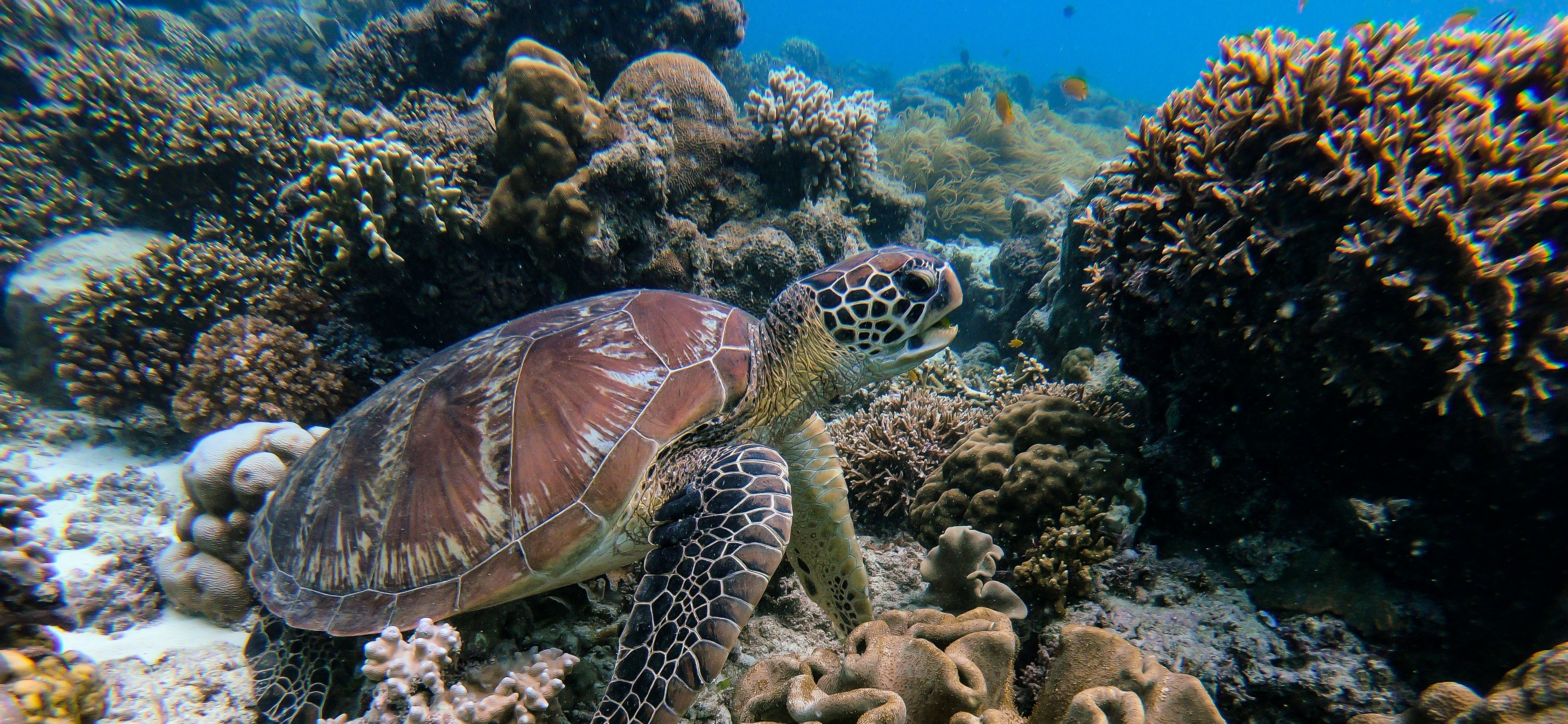 coral reef singapore aquarium volodymyr goinyk