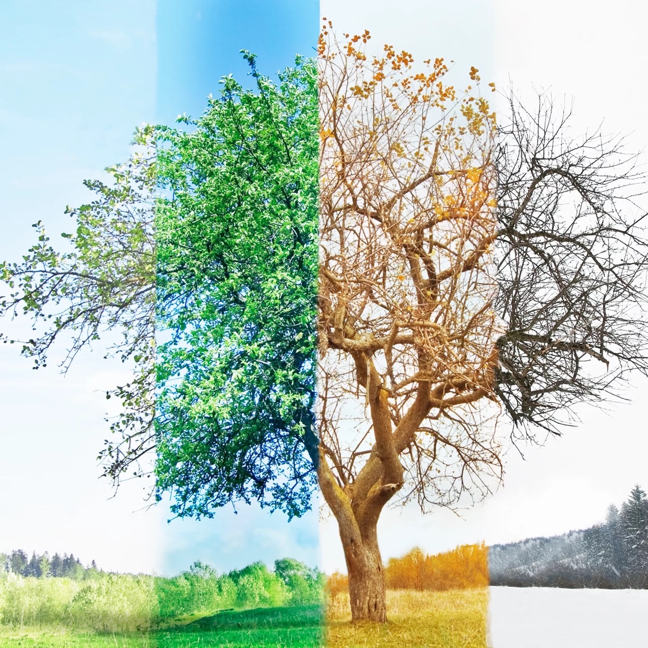 4 seasons